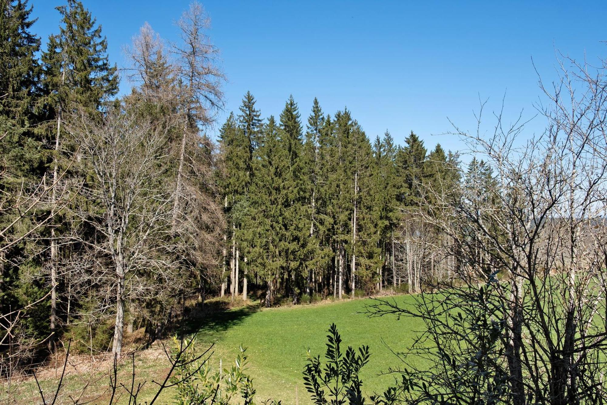 Ferienwohnung Schartenschmiede St. Georgen im Schwarzwald Eksteriør bilde